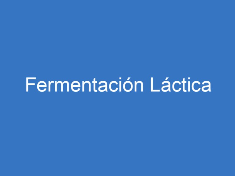 Fermentación Láctica