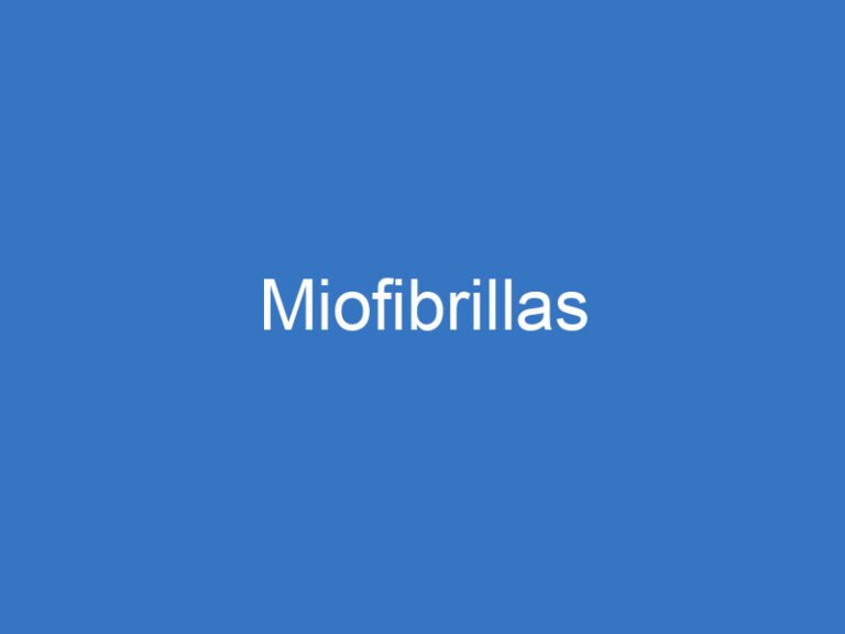 Miofibrillas