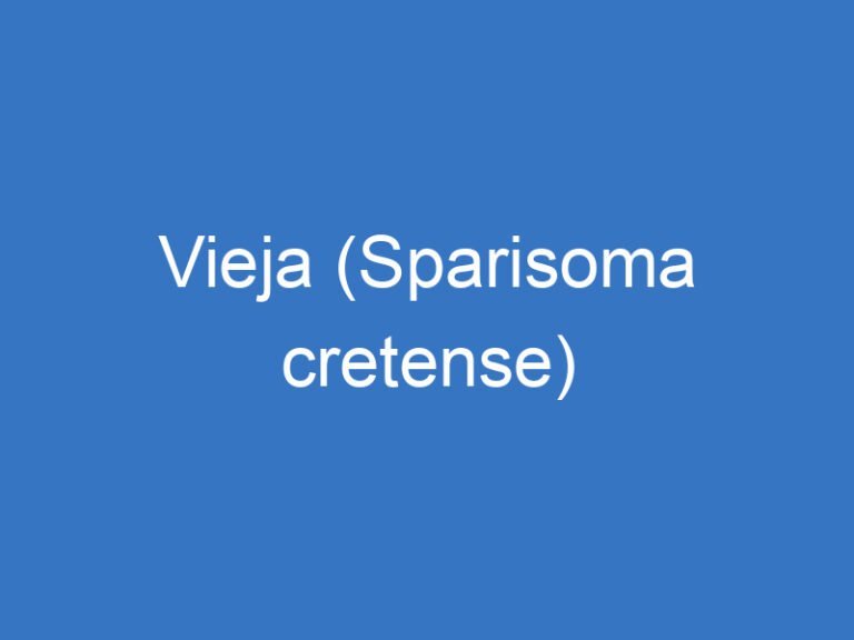 Vieja (Sparisoma cretense)